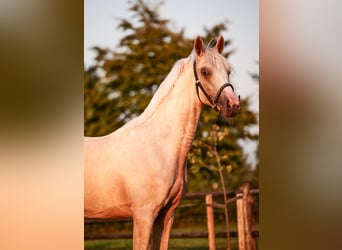 PNR, Caballo castrado, 2 años, 141 cm, Palomino