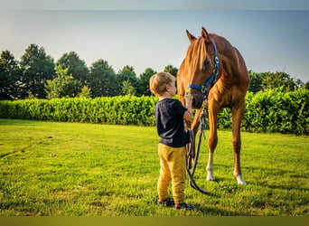 PNR, Caballo castrado, 2 años, 142 cm, Alazán rojizo