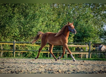 PNR, Caballo castrado, 2 años, 142 cm, Alazán rojizo