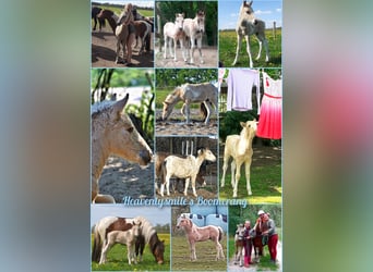 PNR Mestizo, Caballo castrado, 2 años, 142 cm, Bayo