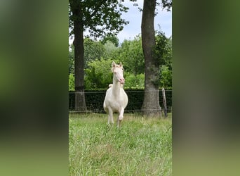 PNR, Caballo castrado, 2 años, 150 cm, Perlino