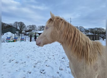 PNR, Caballo castrado, 2 años, 150 cm, Perlino