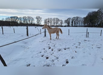 PNR, Caballo castrado, 2 años, 150 cm, Perlino