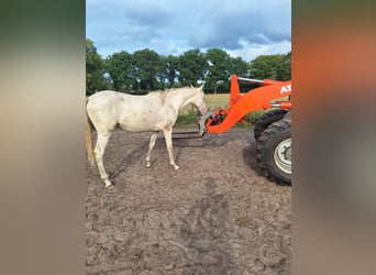 PNR, Caballo castrado, 2 años, 150 cm, Perlino