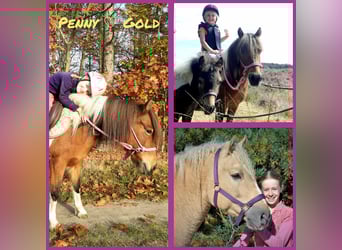 PNR Mestizo, Caballo castrado, 3 años, 142 cm, Bayo