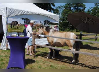 PNR Mestizo, Caballo castrado, 3 años, 142 cm, Bayo