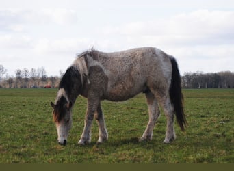PNR Mestizo, Caballo castrado, 3 años, 142 cm, Bayo