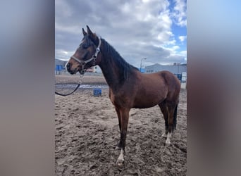 PNR Mestizo, Caballo castrado, 3 años, 142 cm, Castaño