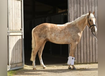 PNR, Caballo castrado, 3 años, 142 cm, Palomino