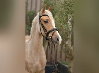 PNR, Caballo castrado, 3 años, 142 cm, Palomino