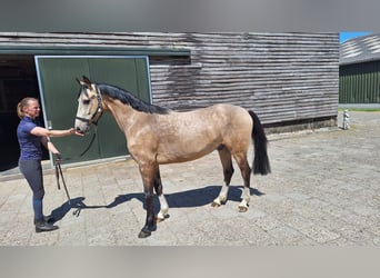 PNR Mestizo, Caballo castrado, 3 años, 145 cm, Bayo