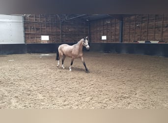 PNR Mestizo, Caballo castrado, 3 años, 145 cm, Bayo