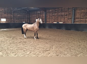 PNR Mestizo, Caballo castrado, 3 años, 145 cm, Bayo