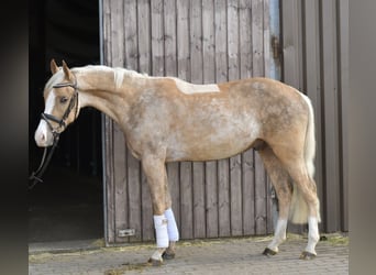 PNR, Caballo castrado, 3 años, 145 cm, Palomino