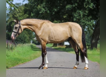 PNR, Caballo castrado, 3 años, 147 cm, Buckskin/Bayo