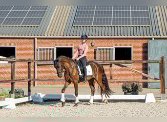 PNR, Caballo castrado, 3 años, 148 cm, Morcillo