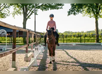 PNR, Caballo castrado, 3 años, 148 cm, Morcillo