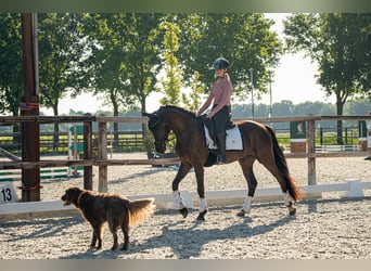 PNR, Caballo castrado, 3 años, 148 cm, Morcillo