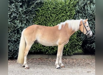 PNR, Caballo castrado, 3 años, 151 cm, Palomino