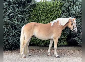 PNR, Caballo castrado, 3 años, 151 cm, Palomino