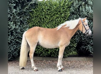 PNR, Caballo castrado, 3 años, 151 cm, Palomino