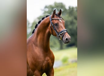 PNR, Caballo castrado, 3 años, 153 cm, Castaño