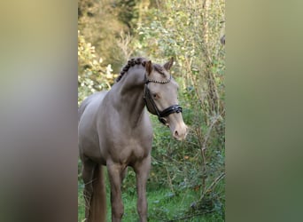 PNR, Caballo castrado, 3 años, 153 cm, Champán