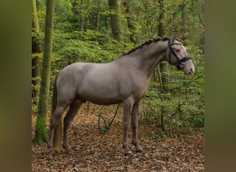 PNR, Caballo castrado, 3 años, 153 cm, Champán