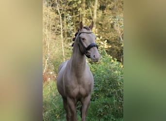 PNR, Caballo castrado, 3 años, 153 cm, Champán