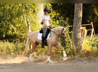 PNR, Caballo castrado, 3 años, 154 cm, Palomino