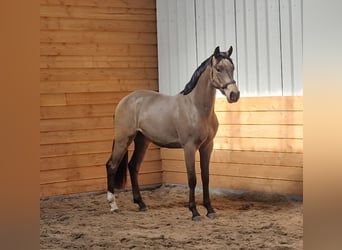 PNR, Caballo castrado, 3 años