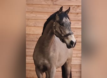 PNR, Caballo castrado, 3 años