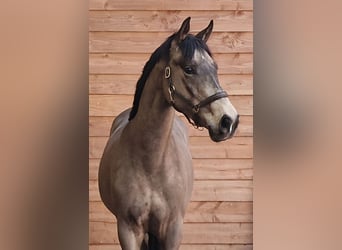 PNR, Caballo castrado, 3 años