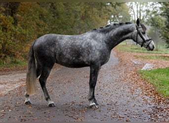 PNR, Caballo castrado, 4 años, 143 cm, Tordillo negro