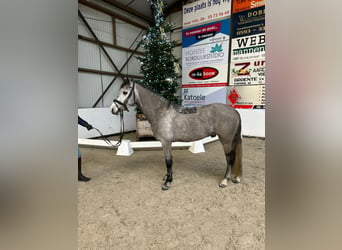 PNR, Caballo castrado, 4 años, 143 cm, Tordillo negro