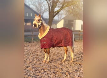 PNR, Caballo castrado, 4 años, 145 cm, Palomino