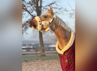 PNR, Caballo castrado, 4 años, 145 cm, Palomino