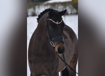 PNR, Caballo castrado, 4 años, 146 cm, Morcillo