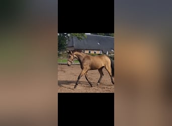 PNR, Caballo castrado, 4 años, 155 cm, Bayo