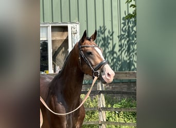 PNR, Caballo castrado, 4 años, 160 cm, Castaño