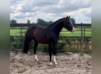 PNR, Caballo castrado, 4 años, 160 cm, Castaño oscuro