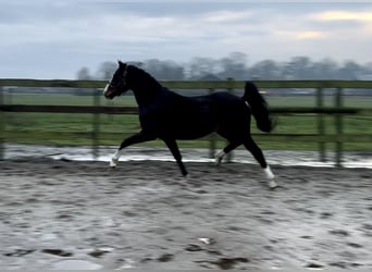 PNR, Caballo castrado, 4 años, 160 cm, Castaño oscuro