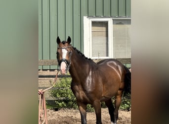 PNR, Caballo castrado, 4 años, 160 cm, Castaño oscuro