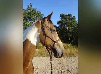 PNR, Caballo castrado, 4 años, 163 cm, Buckskin/Bayo
