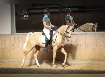 PNR, Caballo castrado, 5 años, 144 cm, Palomino