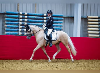 PNR, Caballo castrado, 5 años, 146 cm, Palomino