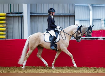 PNR, Caballo castrado, 5 años, 146 cm, Palomino