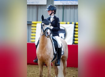 PNR, Caballo castrado, 5 años, 146 cm, Palomino