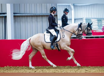 PNR, Caballo castrado, 5 años, 146 cm, Palomino