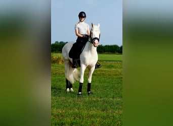 PNR, Caballo castrado, 5 años, 154 cm, Cremello